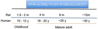 Increased <mark class="highlighted">Vesicular Monoamine Transporter 2 (VMAT2)</mark> and Dopamine Transporter (DAT) Expression in Adolescent Brain Development: A Longitudinal Micro-PET/CT Study in Rodent